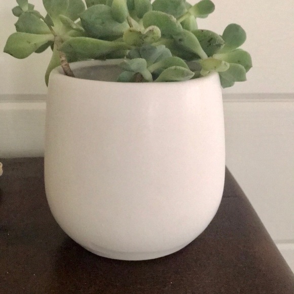 New Face Planter - Picture 7 of 11